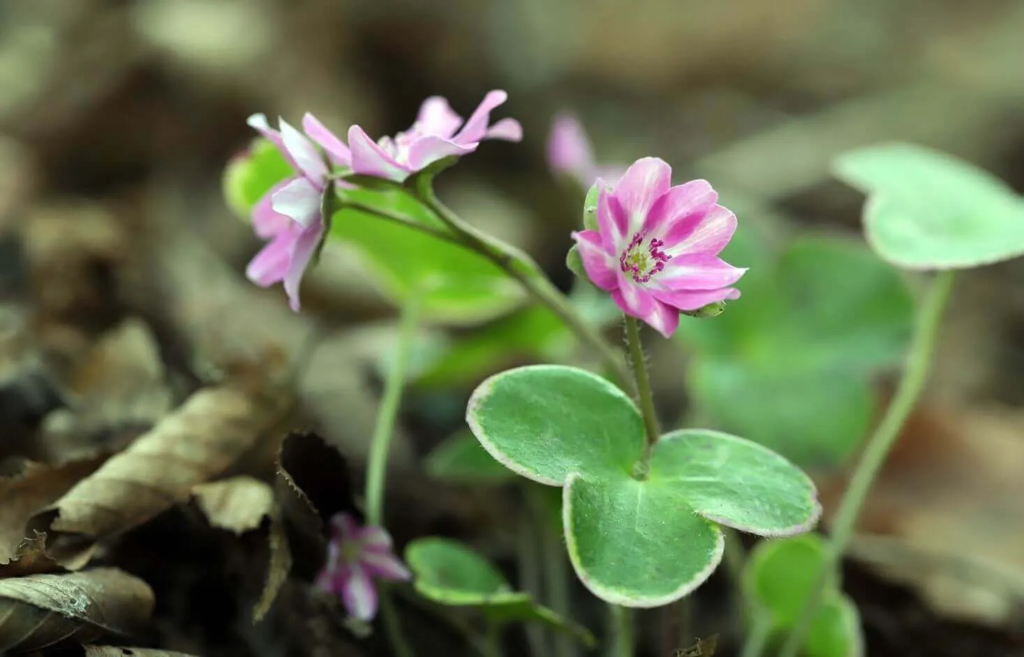 ユキ@フォロワー割/コメント割 コメントワープニキいて草