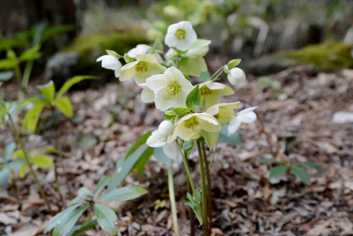 クリスマスローズの育て方｜失敗しない栽培手順とお世話の方法