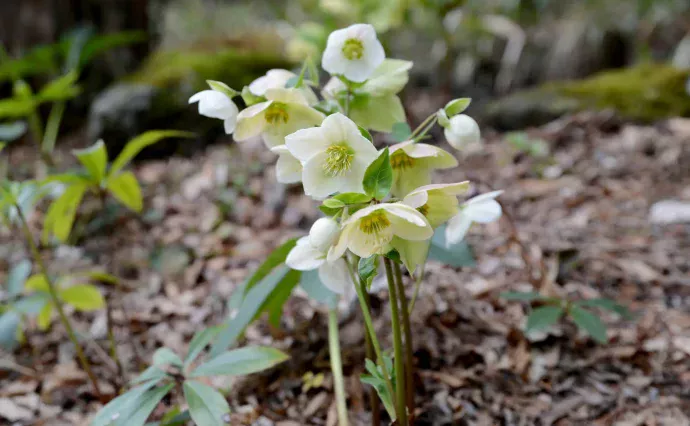 クリスマスローズの育て方|失敗しない栽培手順とお世話の方法