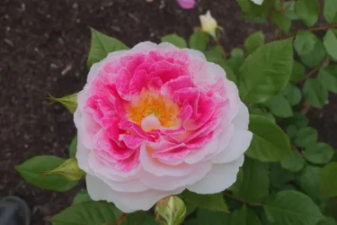 Labyrinth バラの迷宮 pickup55『ホリデー アイランド ピオニー』