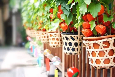 食用ほおずき　挿し穂　挿し木　挿し枝　根なし　ネコポス箱 挿し木（挿し芽）とは？ 用土の選び方、おすすめの植物を紹介します