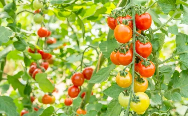 ミニトマトの実がならない……その原因と対策方法