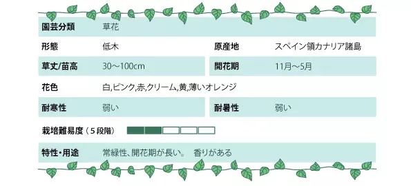 ミニトマト