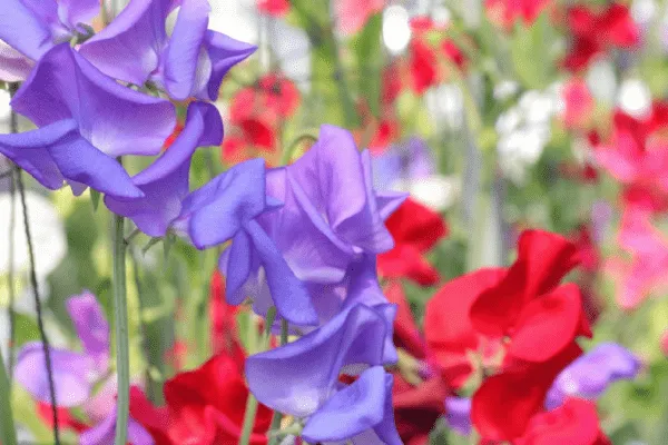 ドレスのような花びらが風にそよぐ スイートピーの育て方   植物と