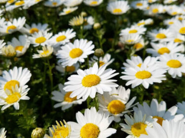 クリサンセマムの育て方】 こんもりと茂る株にたくさんの花が咲く
