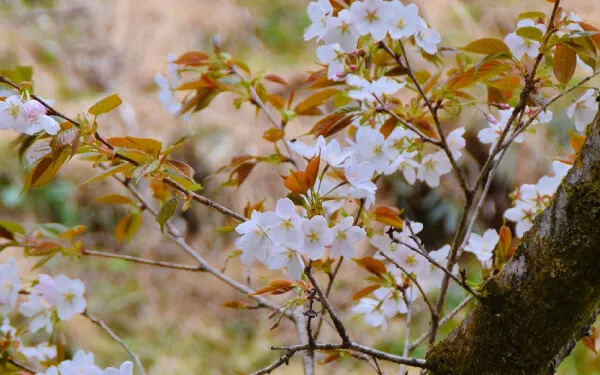 石廊崎の潮風桜（いろうざきのしおかぜざくら） オオシマザクラ