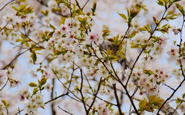 三島の薄墨（みしまのうすずみ） 種類＝サトザクラ‘芝山’