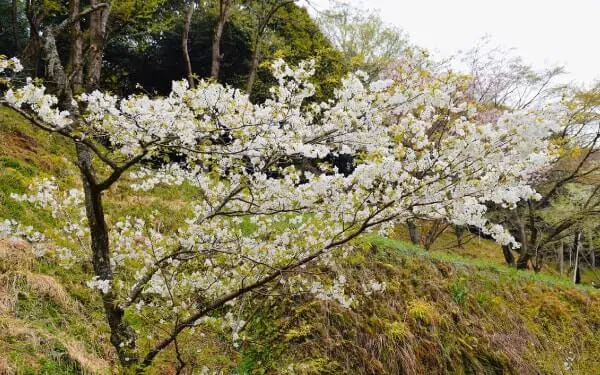 三島の千原桜（みしまのちはらざくら） ヤマザクラ