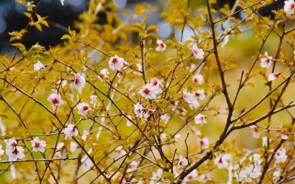 相模原の山豆桜（さがみはらのやままめざくら） マメザクラ×ヤマザクラ