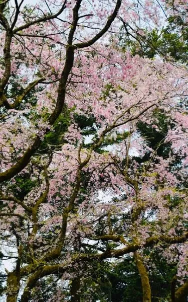 秩父紅枝垂れ（チチブベニシダレ） 種類＝エドヒガン‘枝垂桜’