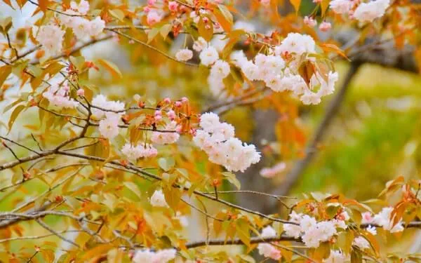 木の花桜（このはなざくら） ヤマザクラ