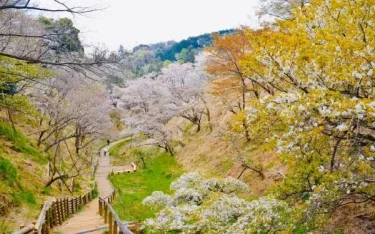 東京花散歩 多摩森林科学園の4月 サクラと野草がいっぱい 来年