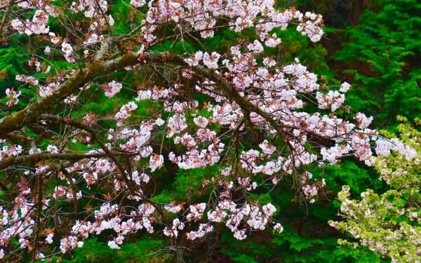 京都の衣笠（きょうとのきぬがさ） 種類＝サトザクラ‘嵐山’