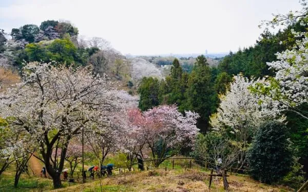 敷地内から遠く東京の市街地も見える