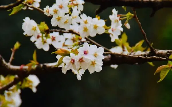 茂庭桜（もにわざくら） チョウジザクラ×エドヒガン×オオシマザクラ