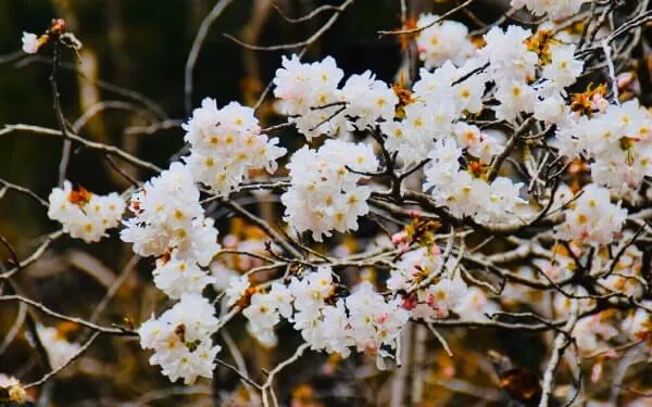 川崎の旗桜（かわさきのはたざくら） オオシマザクラ