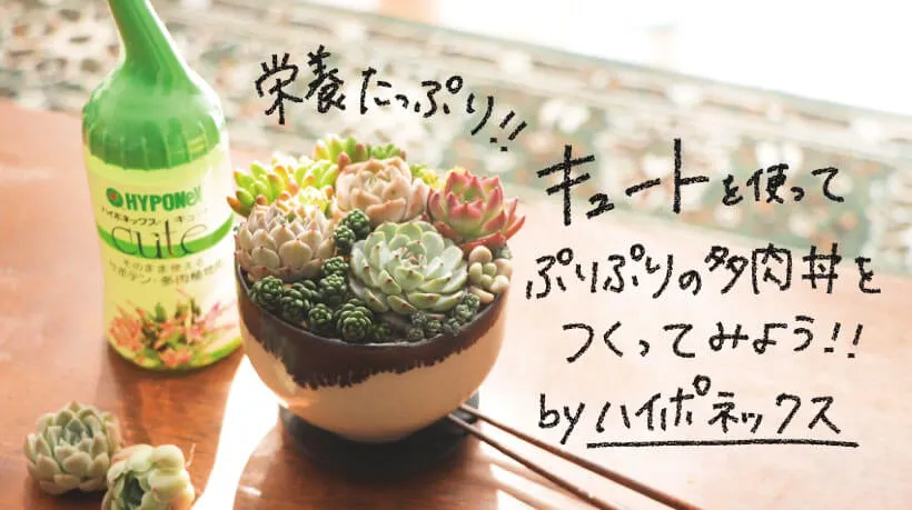 動画で学ぶ】栄養たっぷり！キュートを使ってぷりぷりの多肉丼を作ろう