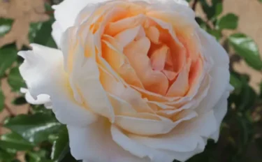 Labyrinth バラの迷宮 pickup83『G.D.ルイーズ』