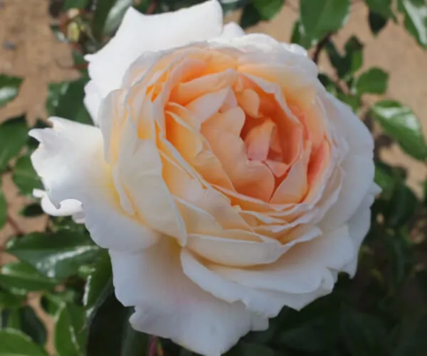 Labyrinth バラの迷宮 pickup83『G.D.ルイーズ』