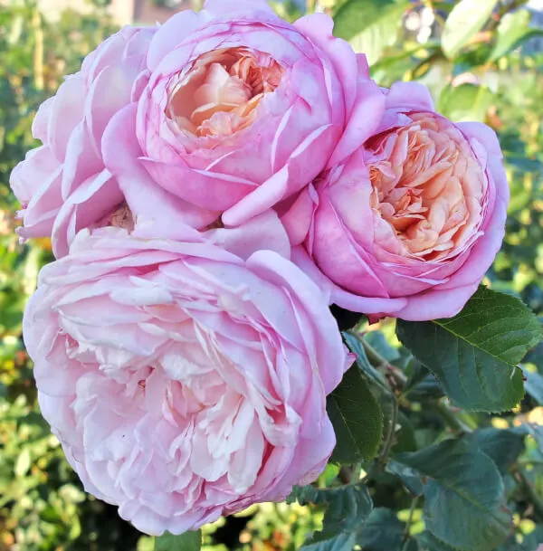 Labyrinth バラの迷宮 pickup85『パートナー』