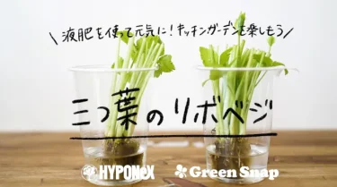 液肥を使って元気に！ キッチンガーデンを楽しもう ～三つ葉のリボベジ