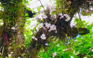 観葉植物 こ*ん様 【日本着生ラン原種】 モミラン コルク着け 徳島県産