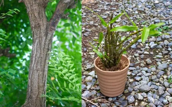 ニセアカシア。木肌に溝があるので着生させやすい。右は、下記で着生させる鉢植えのセッコク。