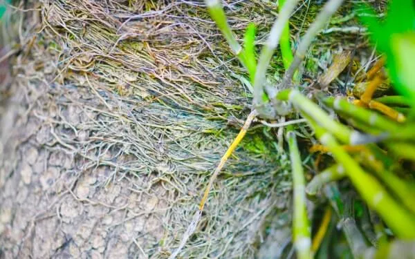 ニセアカシアの幹にしっかりと食い込んだデンドロビウムの根。