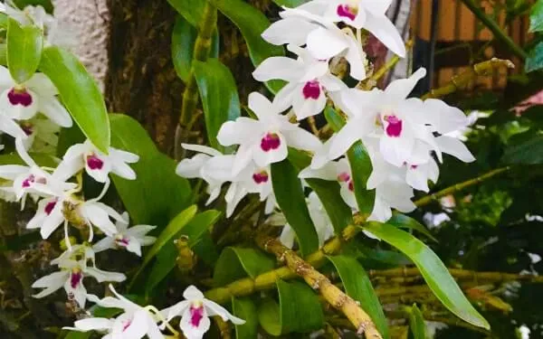 川崎市でも戸外で着生で花が咲くデンドロビウム