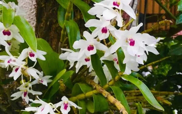 樹に着けて、育てて楽しむラン | 植物とあなたをつなぐPlantia