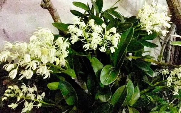 木につけたタイミンセッコク(デンドロビウム・スペシオサム)