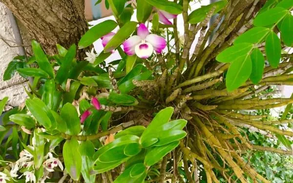 樹に着けて、育てて楽しむラン | 植物とあなたをつなぐPlantia