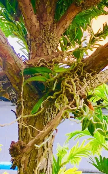 樹に着けて、育てて楽しむラン | 植物とあなたをつなぐPlantia