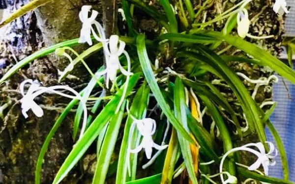 樹に着けて、育てて楽しむラン | 植物とあなたをつなぐPlantia