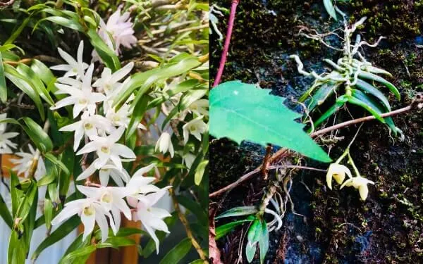 セッコク(左)、カヤラン(右)