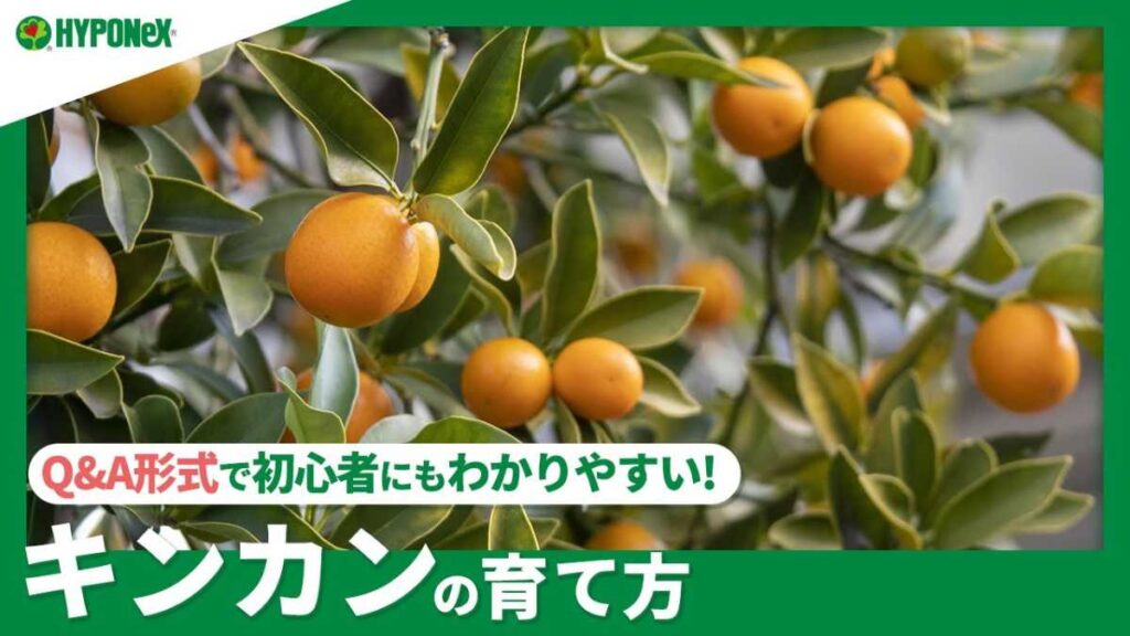 果樹栽培】【キンカン（金柑）の育て方】甘酸っぱい果実を味わお