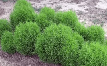 コキアの育て方｜栽培方法、寄せ植えにおすすめの植物を紹介