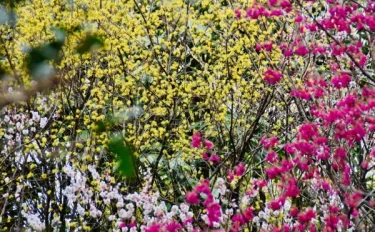 黄色い花が咲く早春の花木類