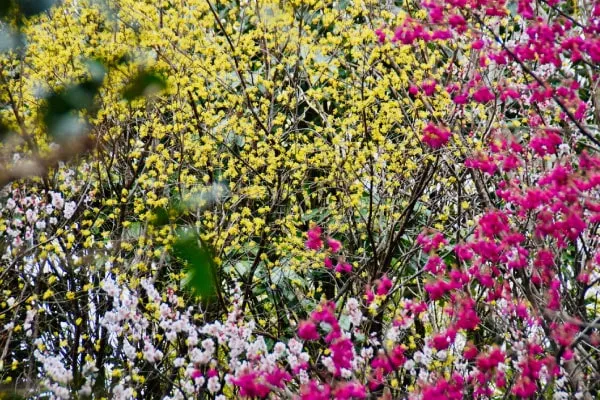 黄色い花が咲く早春の花木類