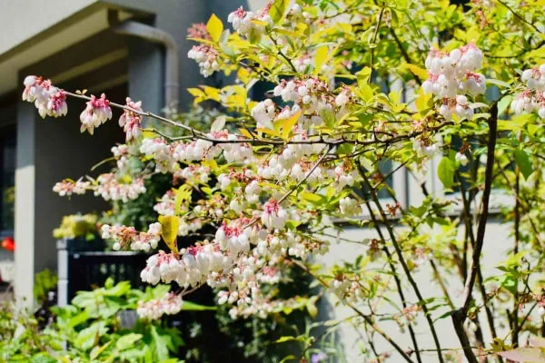 ブルーベリーの花　吉原さんのお庭