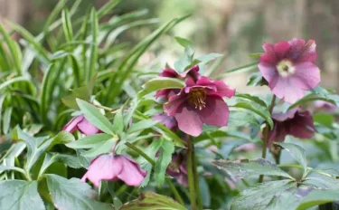 【クリスマスローズの育て方】 季節別の水やりや肥料、植え替え方法や、開花後の作業などもご紹介