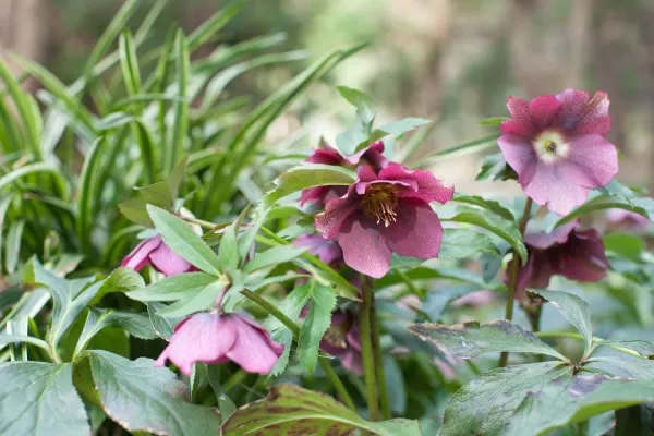 【クリスマスローズの育て方】 季節別の水やりや肥料、植え替え方法や、開花後の作業などもご紹介