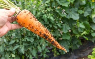 家庭菜園をレベルアップ！今年の春は種から野菜を育ててみよう！ナス・トマト・ニンジン編