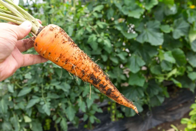 家庭菜園をレベルアップ！今年の春は種から野菜を育ててみよう！ナス・トマト・ニンジン編