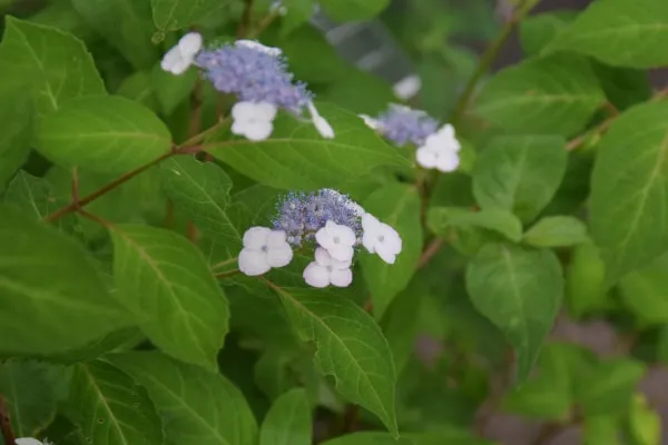 姫甘茶（ヒメアマチャ）。