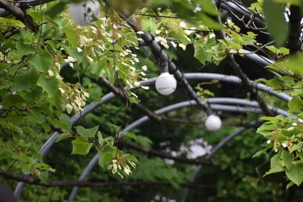 ツルアジサイの花、よく香る。