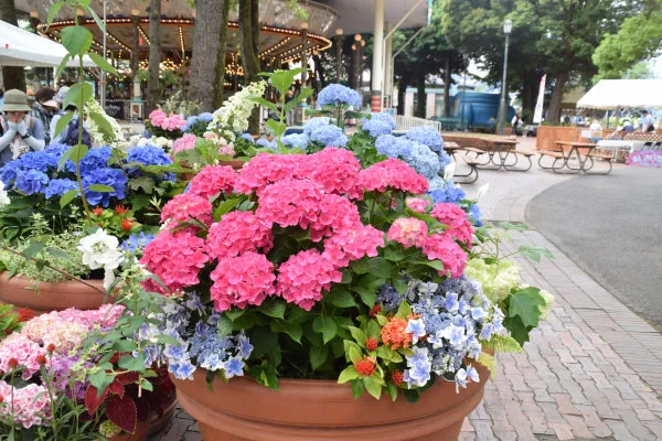 鉢植えの展示