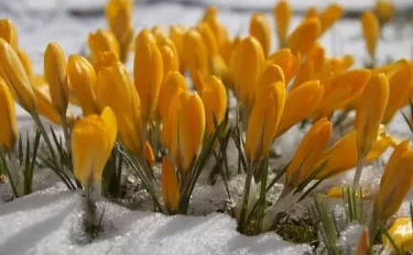 初心者にもおすすめの寒さに強い花10選 花の特徴や育て方は？