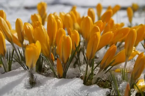 初心者にもおすすめの寒さに強い花10選 花の特徴や育て方は？