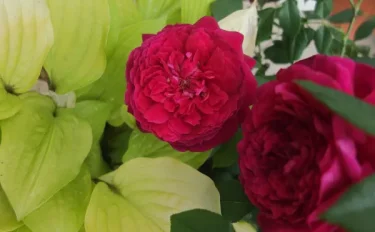 Labyrinth バラの迷宮 pickup123『アンクレット』